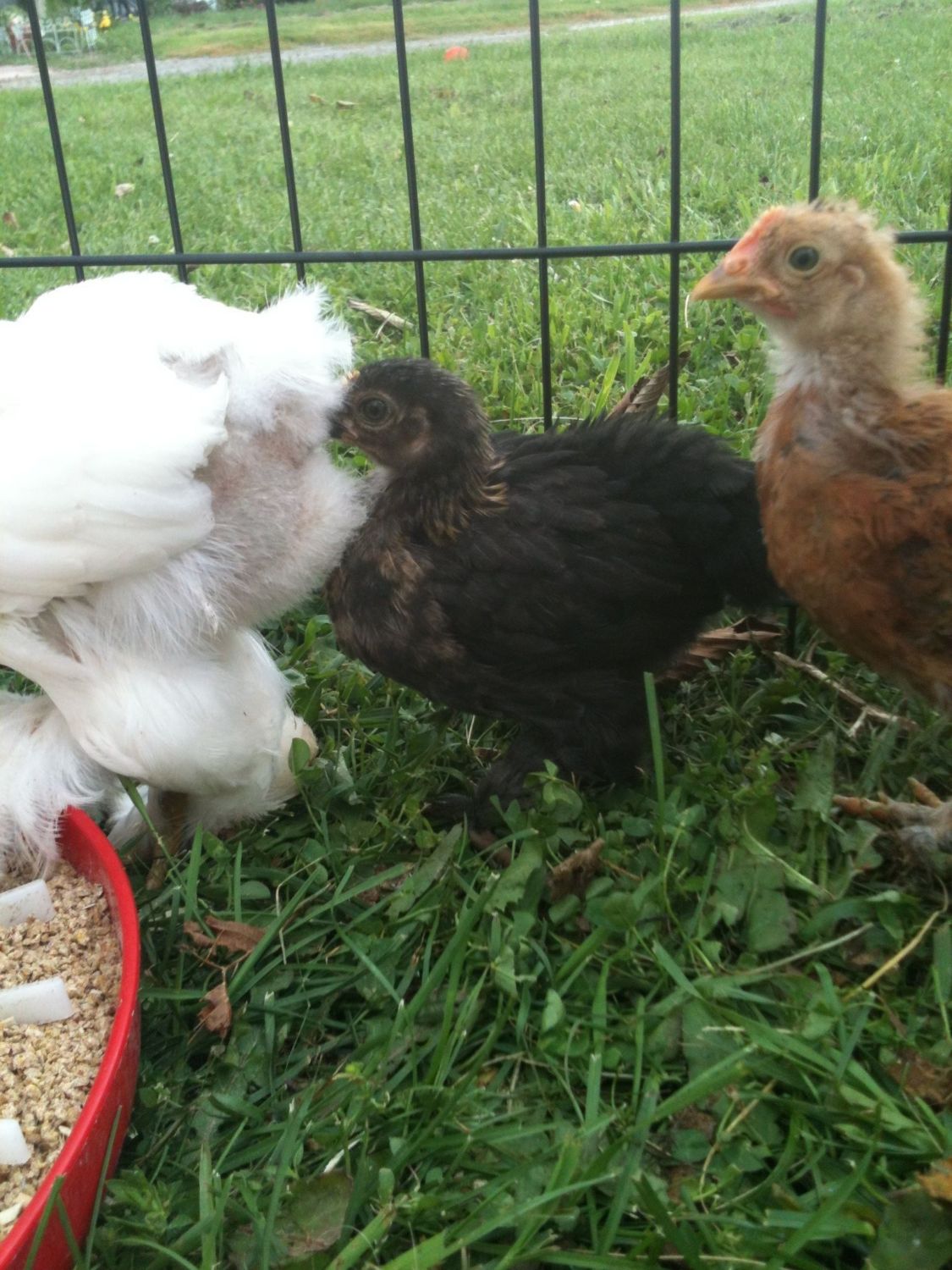 I MG] This is a 4 week old bantam cochin I incubated. What is up with the red around the neck